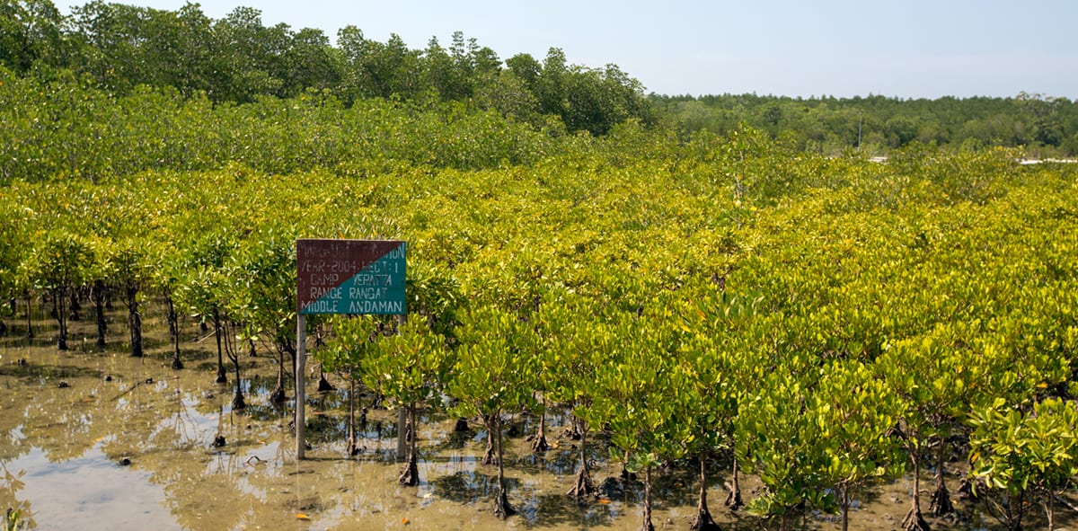 Yerrata Mangrove Park